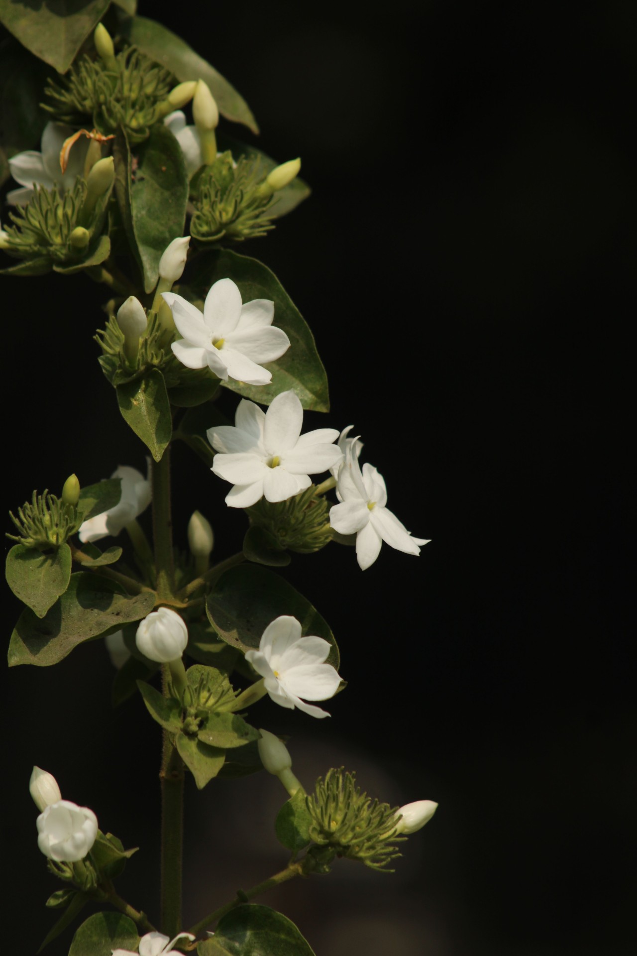 Free Flora photos. White Flowers.