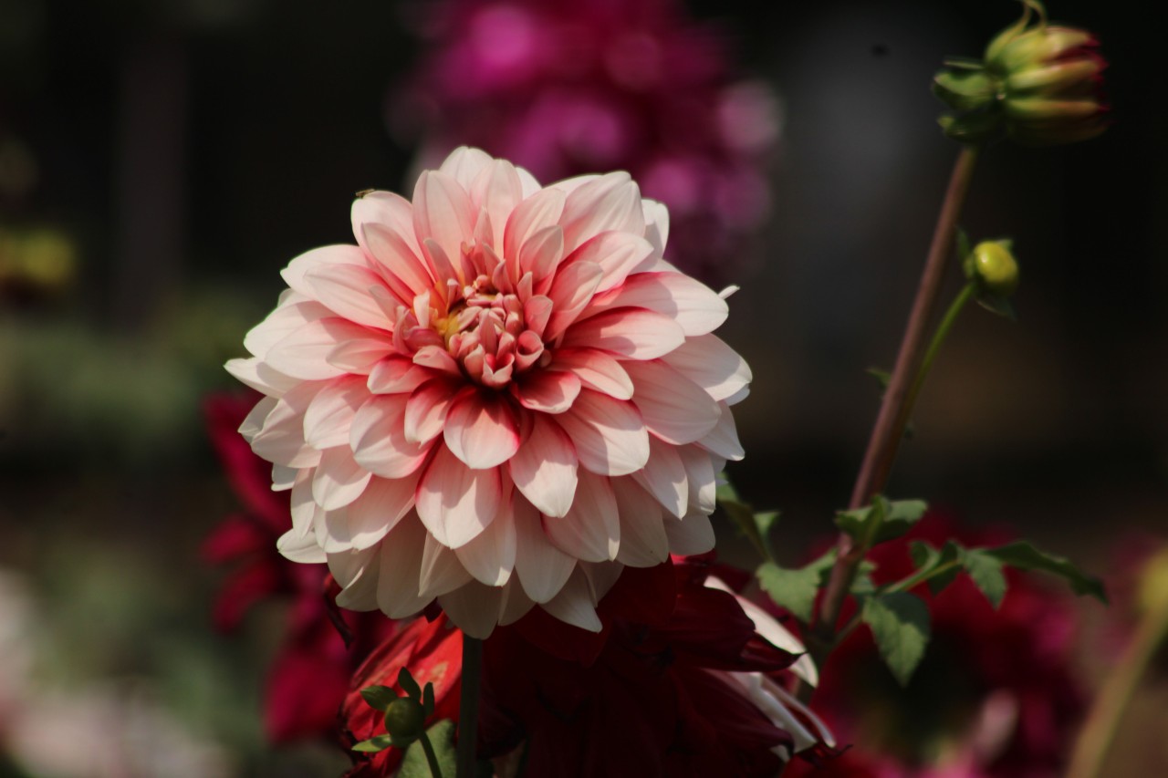 Dahlia - Nature Photography Gallery