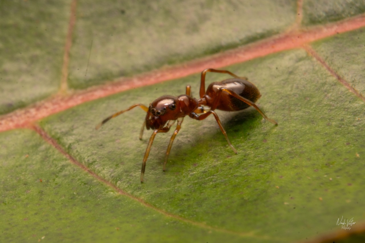 Free Macro photos. Spider mimicking an ant.
