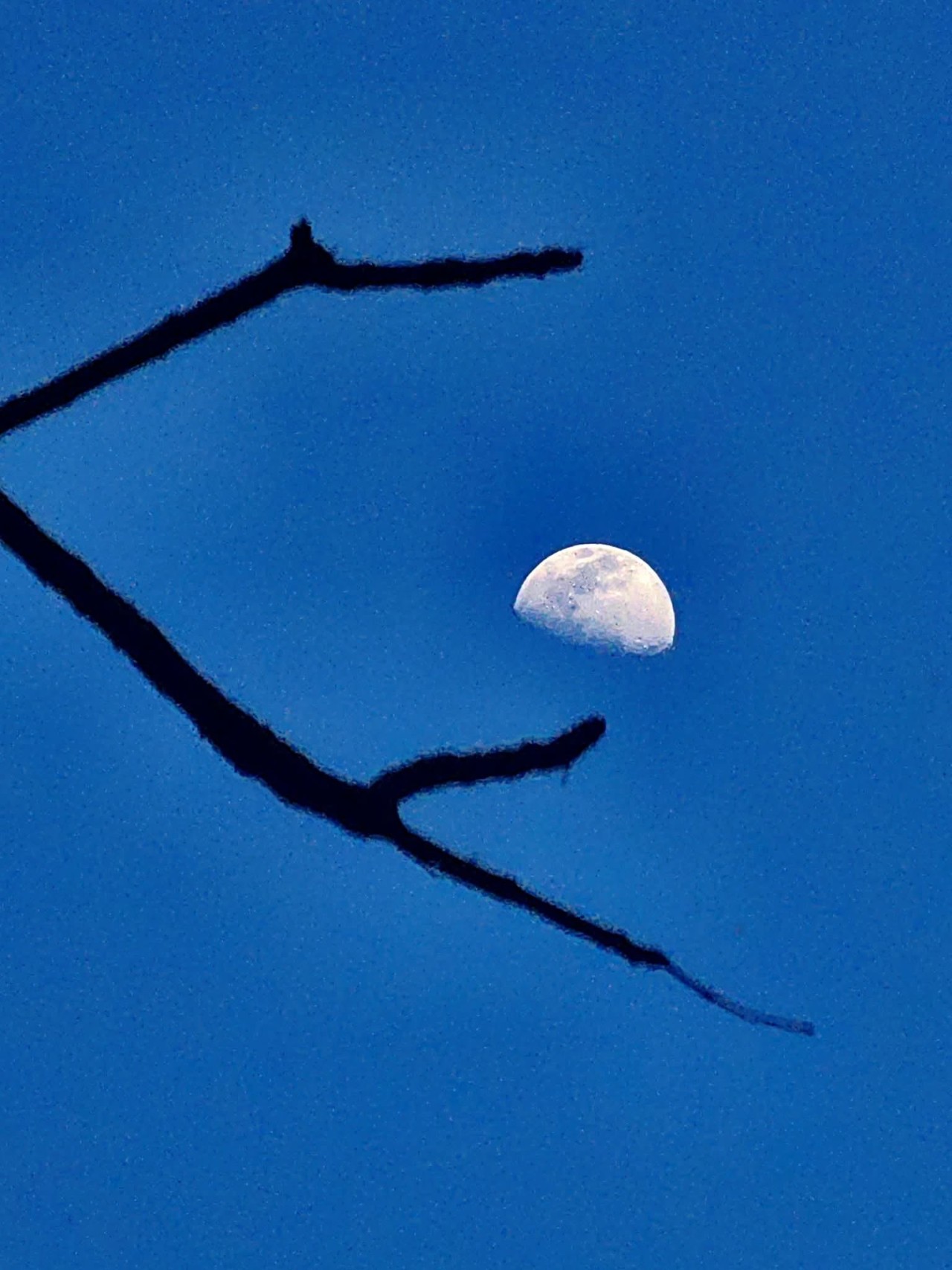 Half moon - Nature Photography Gallery
