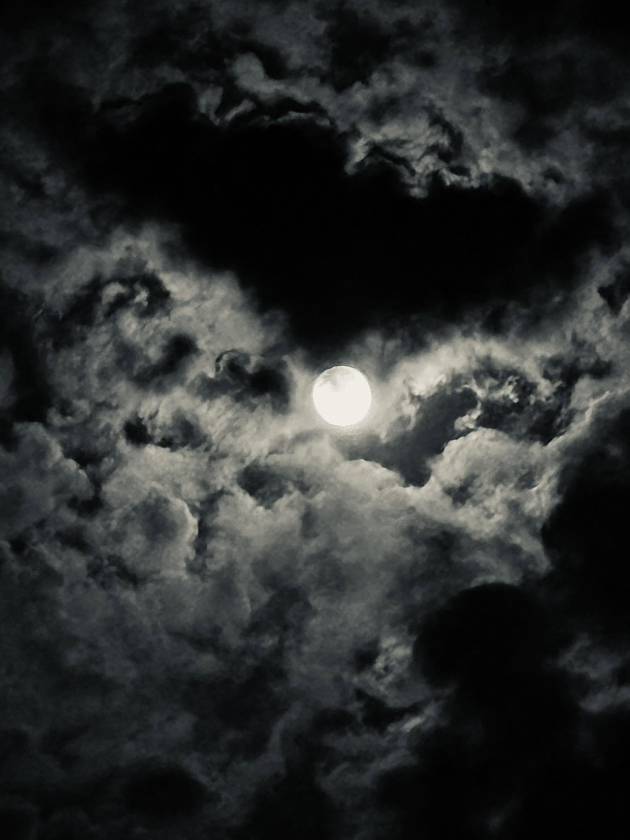 Moonlight - Nature Photography Gallery