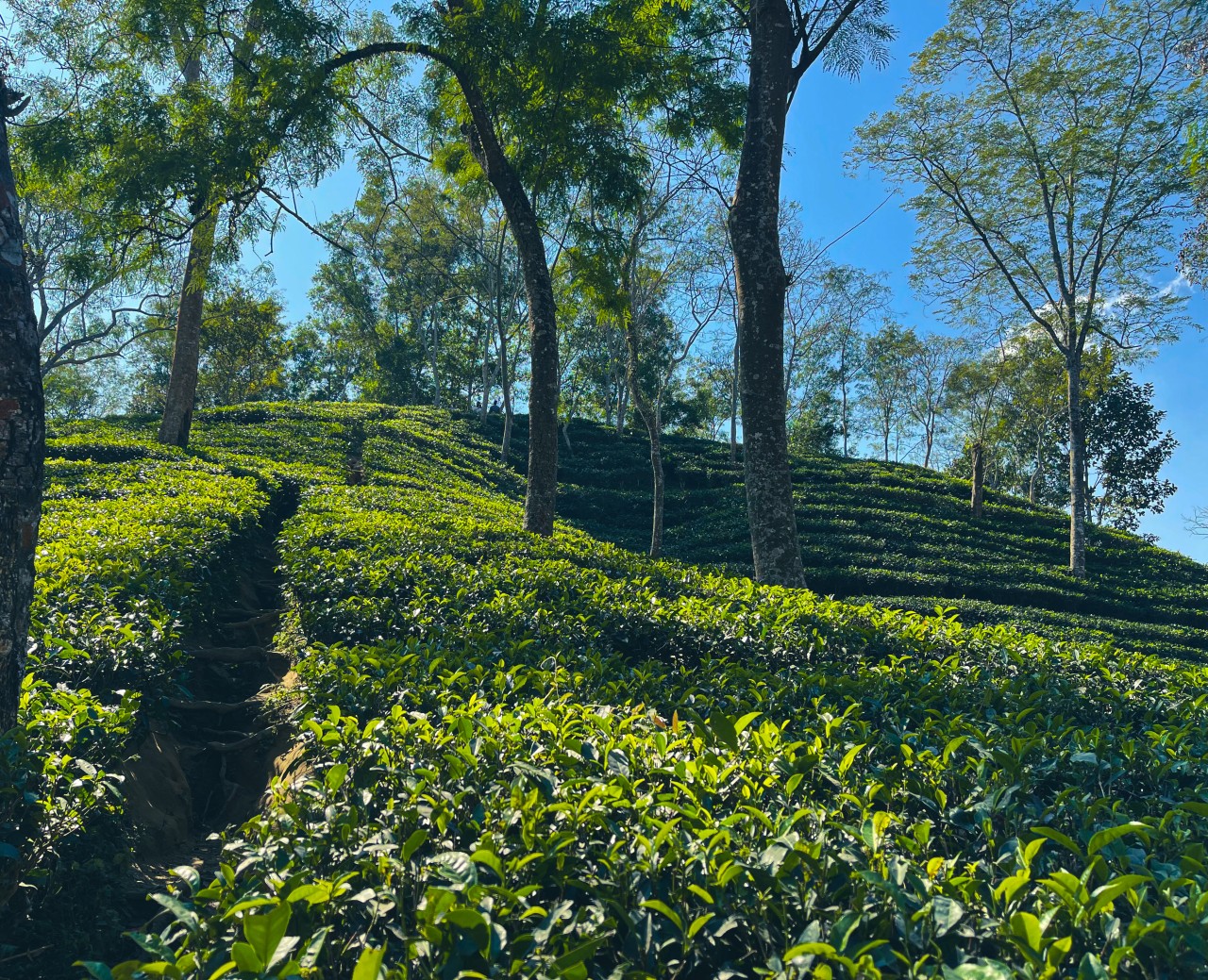 lost in Hill tracts - Nature Photography Gallery