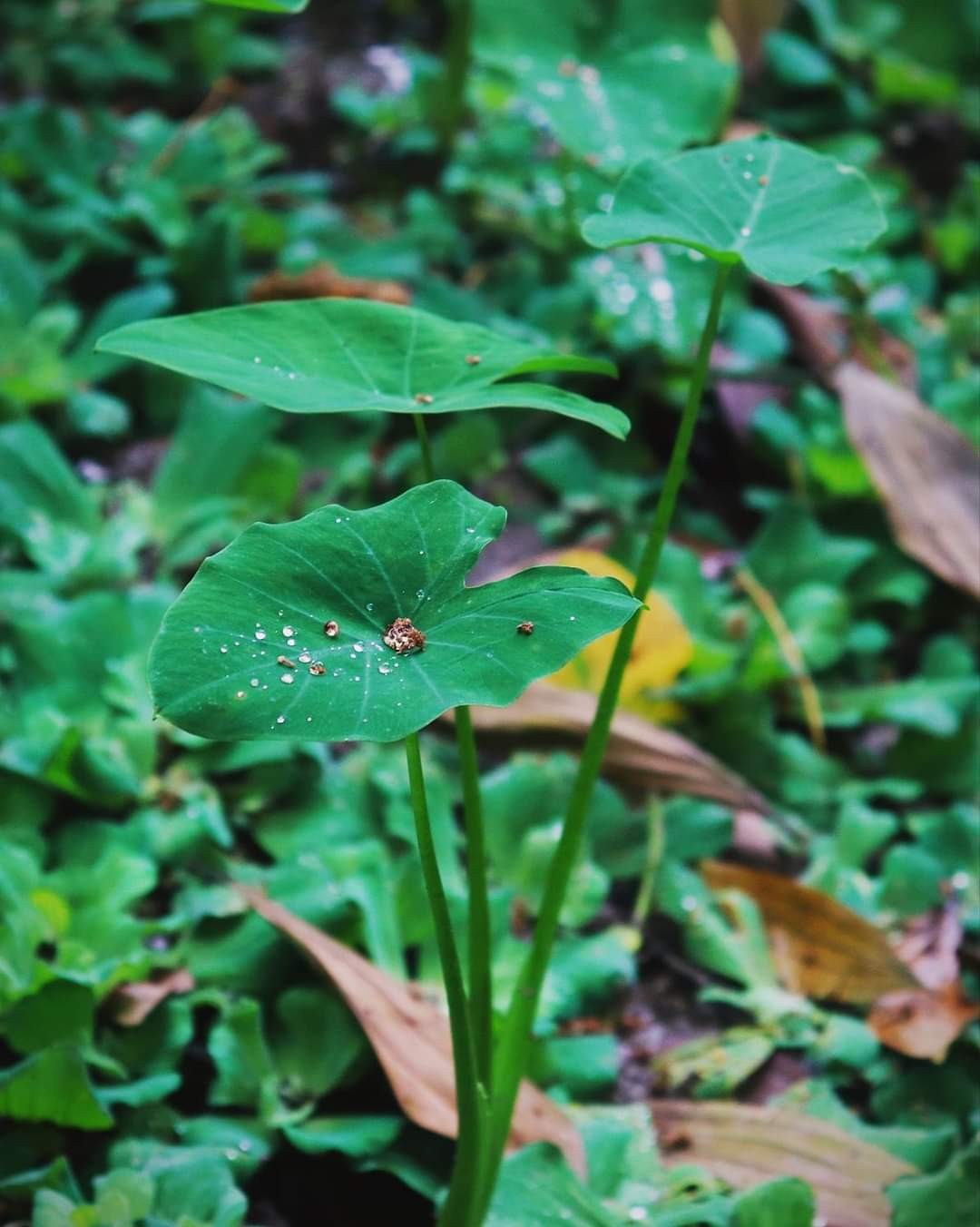 Free Flora photos. Silver drops on green.