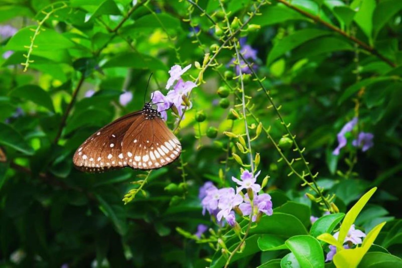 Whispering secrets to the leaves - Nature Photography Gallery