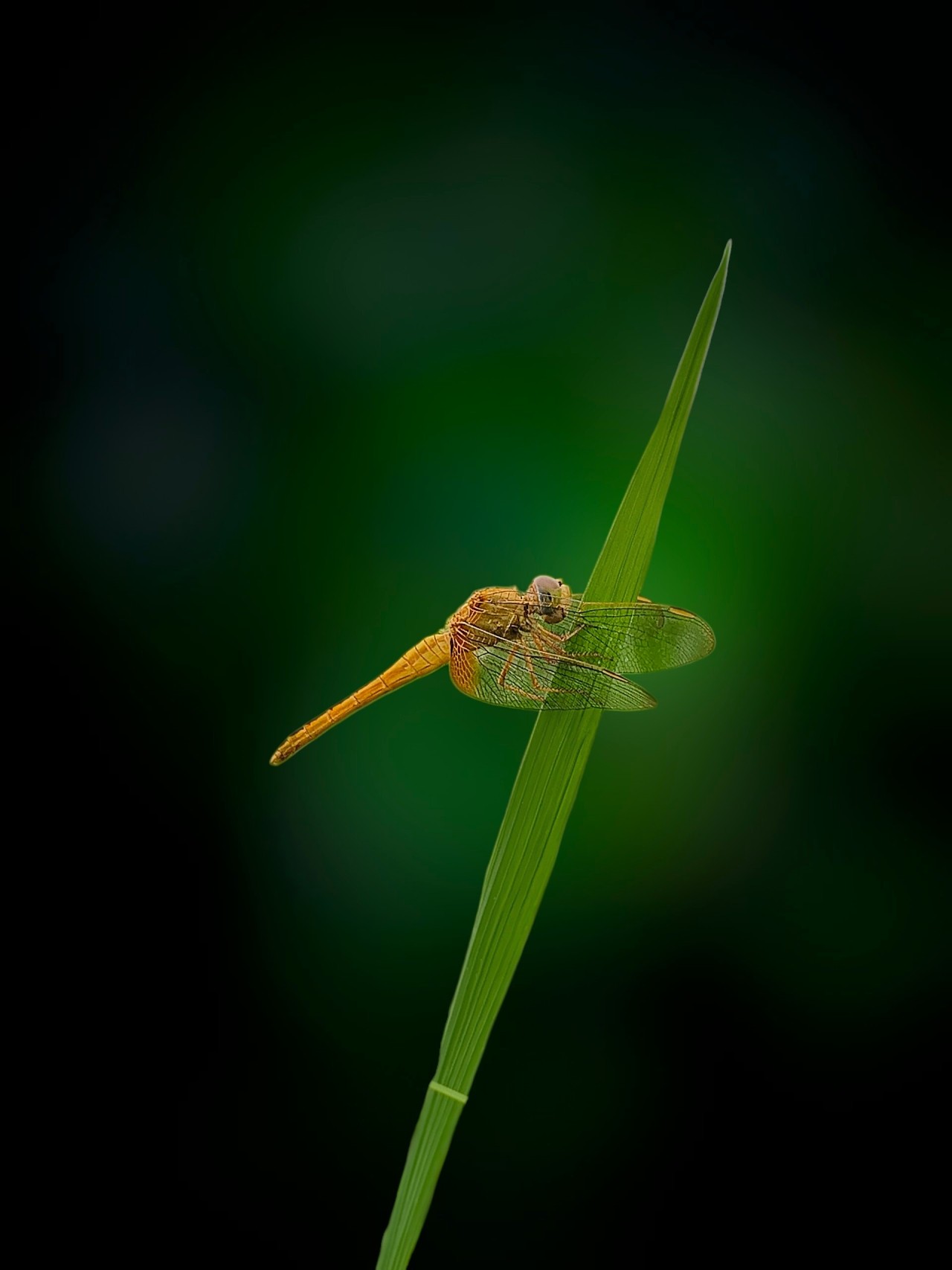 Orange Dragonfly Resting on Grass Blade - Nature Photography Gallery