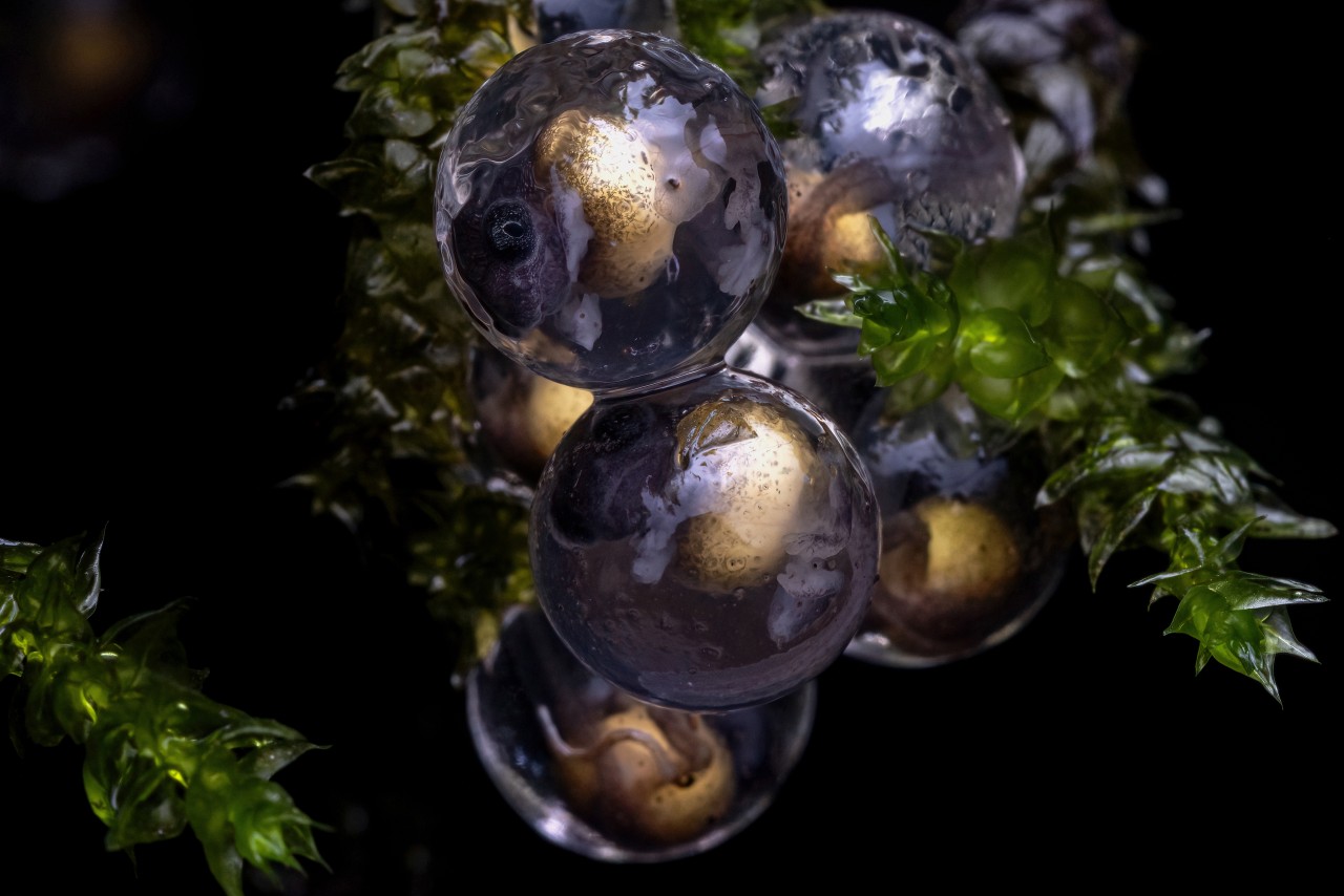 Free Macro photos. Life Emerging In a Tiny 2mm Shell.