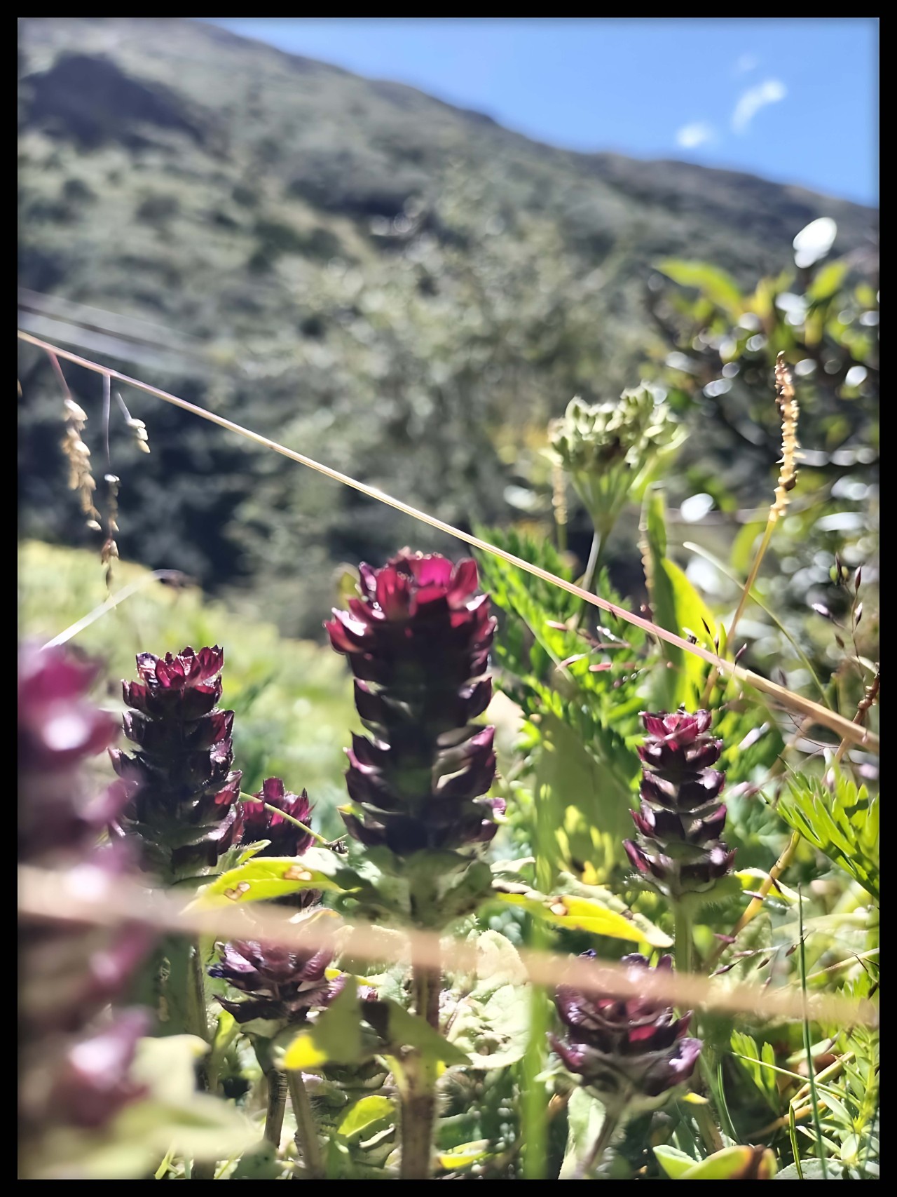 Free Flora photos. Wild flowers.