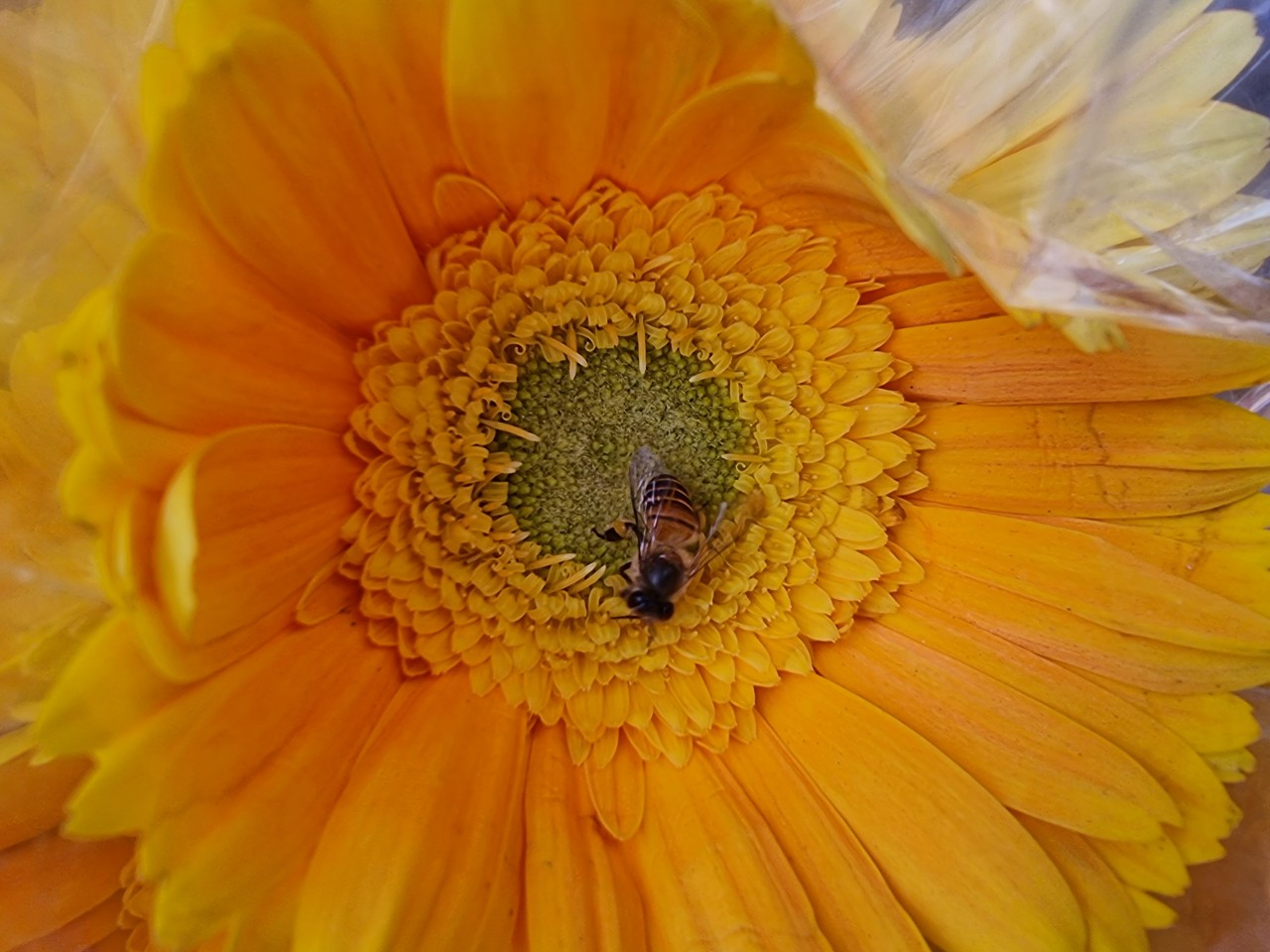 A bee in the chest of sunflower. - Nature Photography Gallery