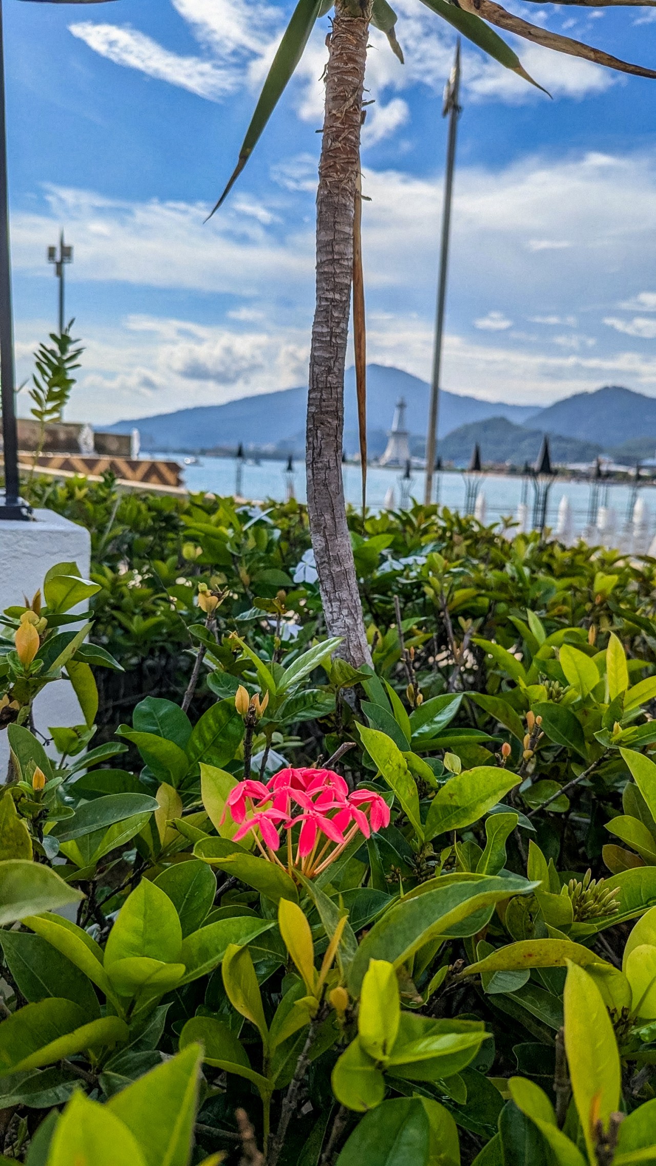 Free Flora photos. Langkawi.