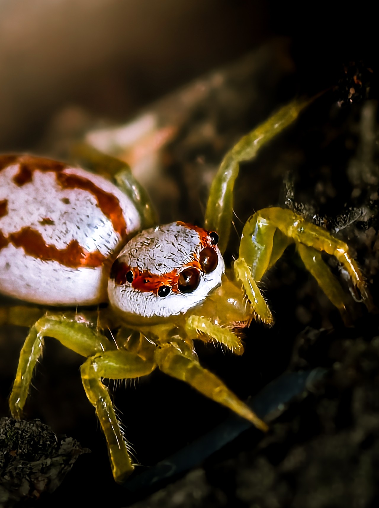 Hunt with eyes - Nature Photography Gallery
