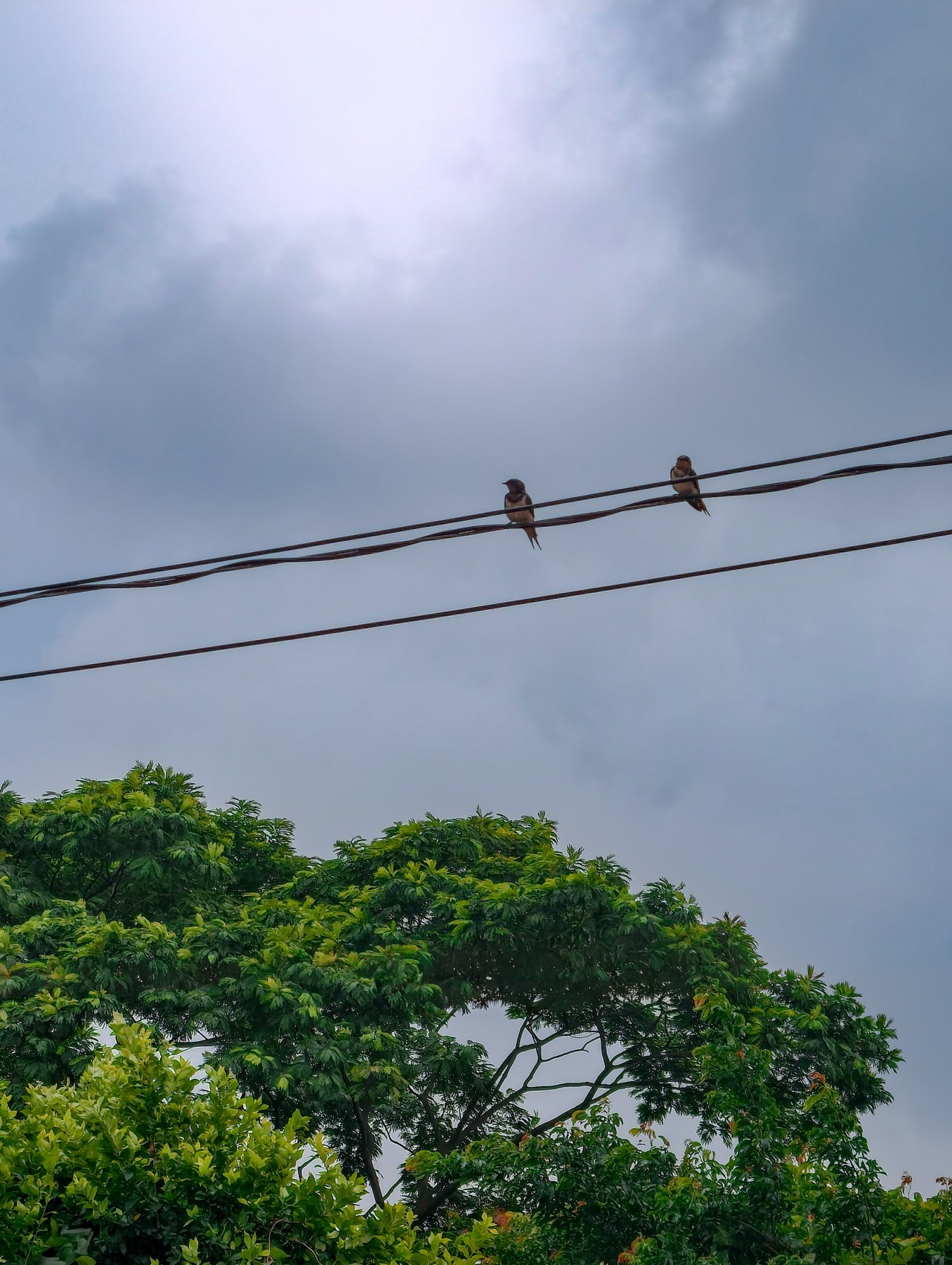 Free Wildlife photos. No one is free, even the birds are chained to the sky.