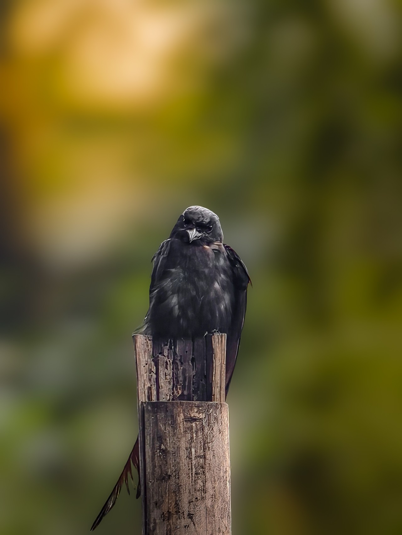 A crow in a cage is still a king of the wind - Nature Photography Gallery