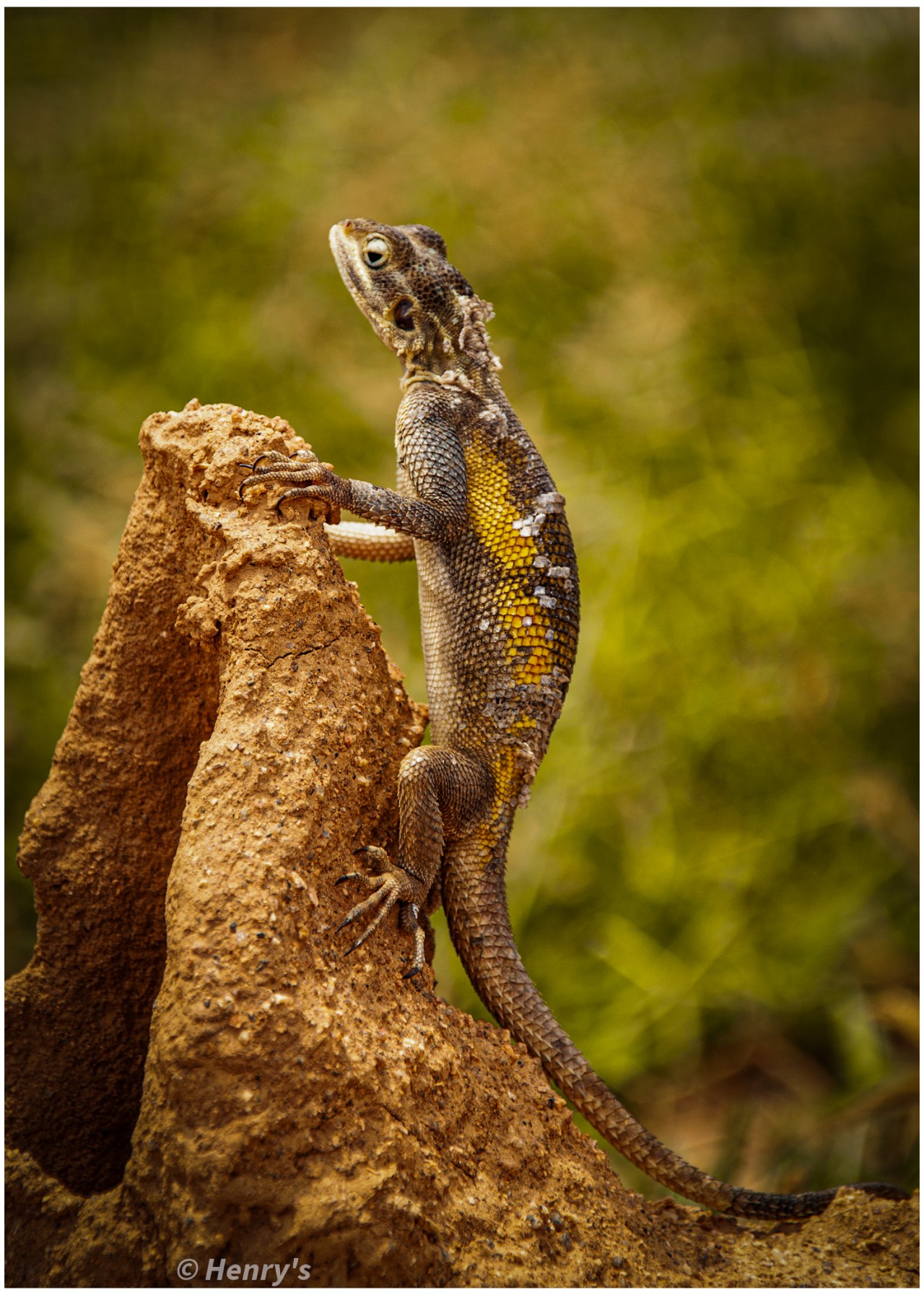Free Wildlife photos. Reptile portrait.