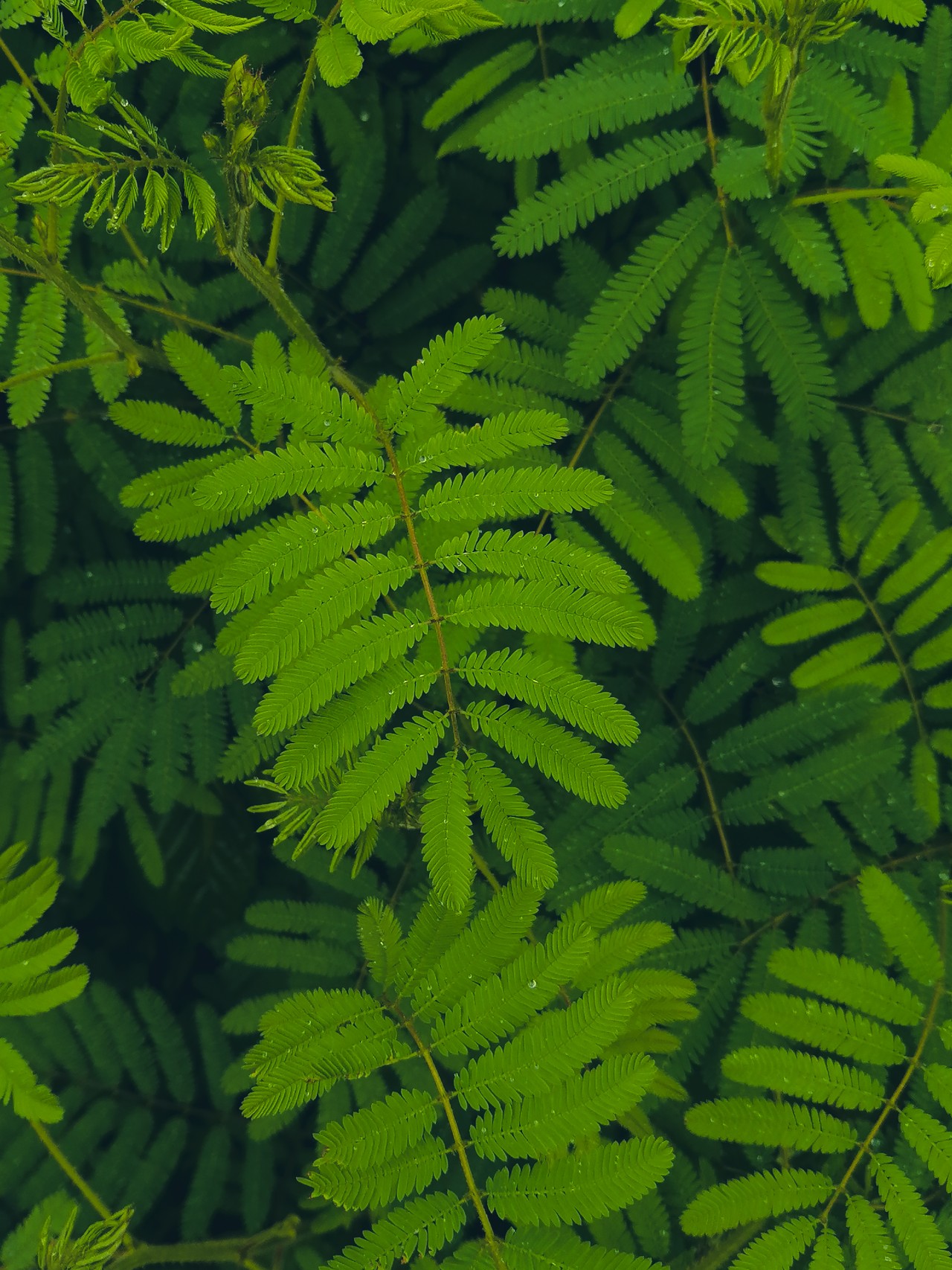 Free Flora photos. Fern leaves.
