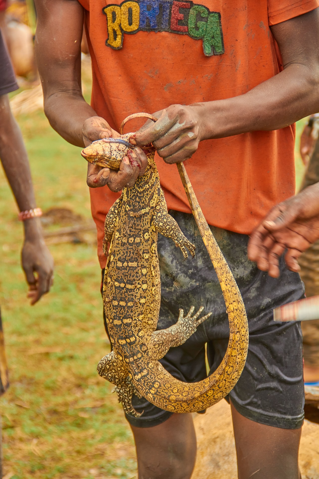Free Wildlife photos. Nzai Lake Chad.