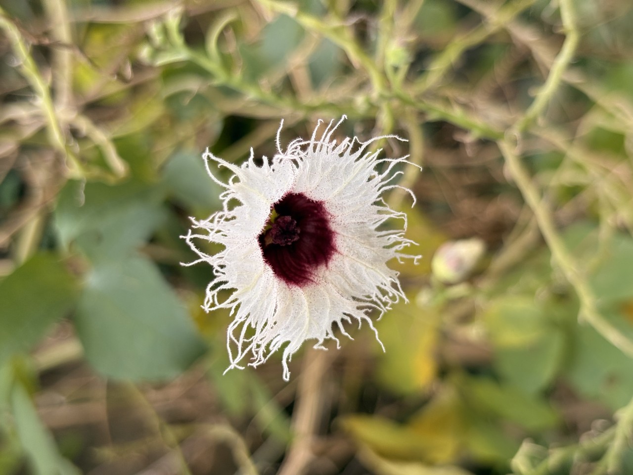 Free Flora photos. Wildflower.