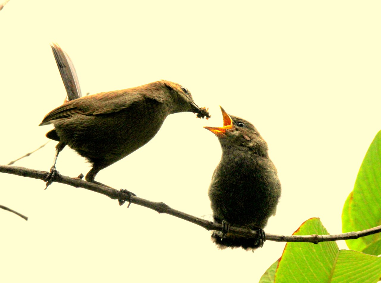Mother, India - Nature Photography Gallery