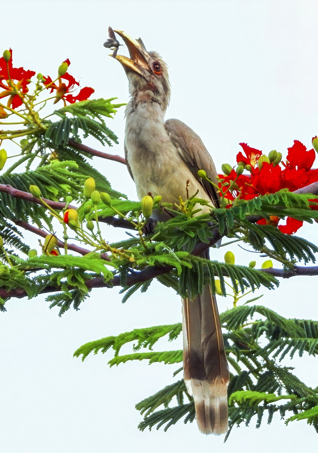 Free Wildlife photos. Perfect catch.