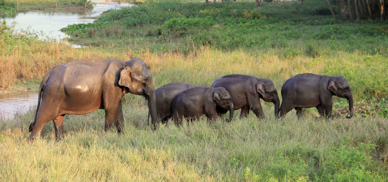 Elliphant family ,Kazirang India - Nature Photography Gallery