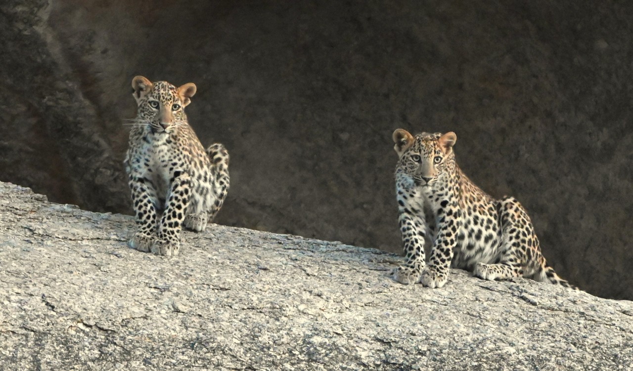 Teenage panthers - Nature Photography Gallery