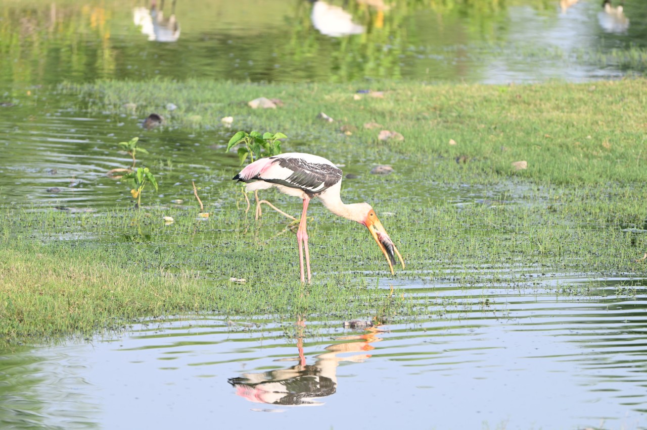 Heron with catch - Nature Photography Gallery