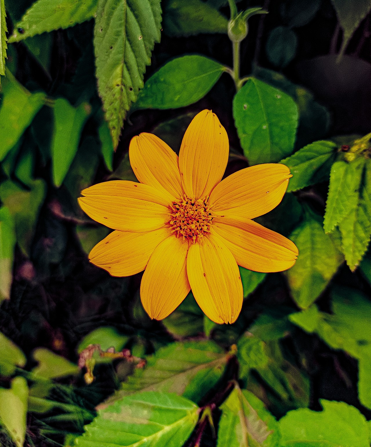 Flower - Nature Photography Gallery