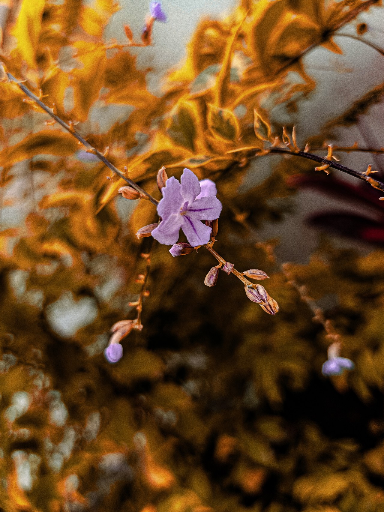 Free Flora photos. Flower.