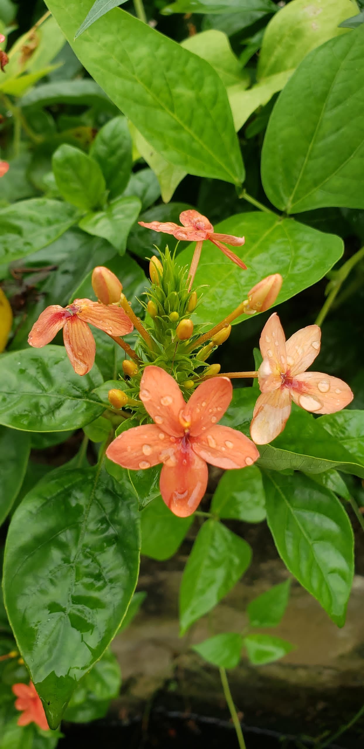Beautiful flowers - Nature Photography Gallery