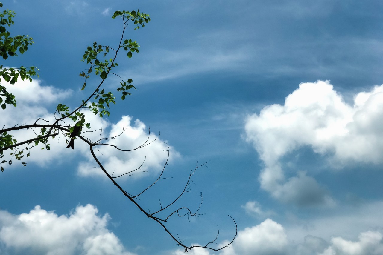 Free Wildlife photos. Birds and the sky.