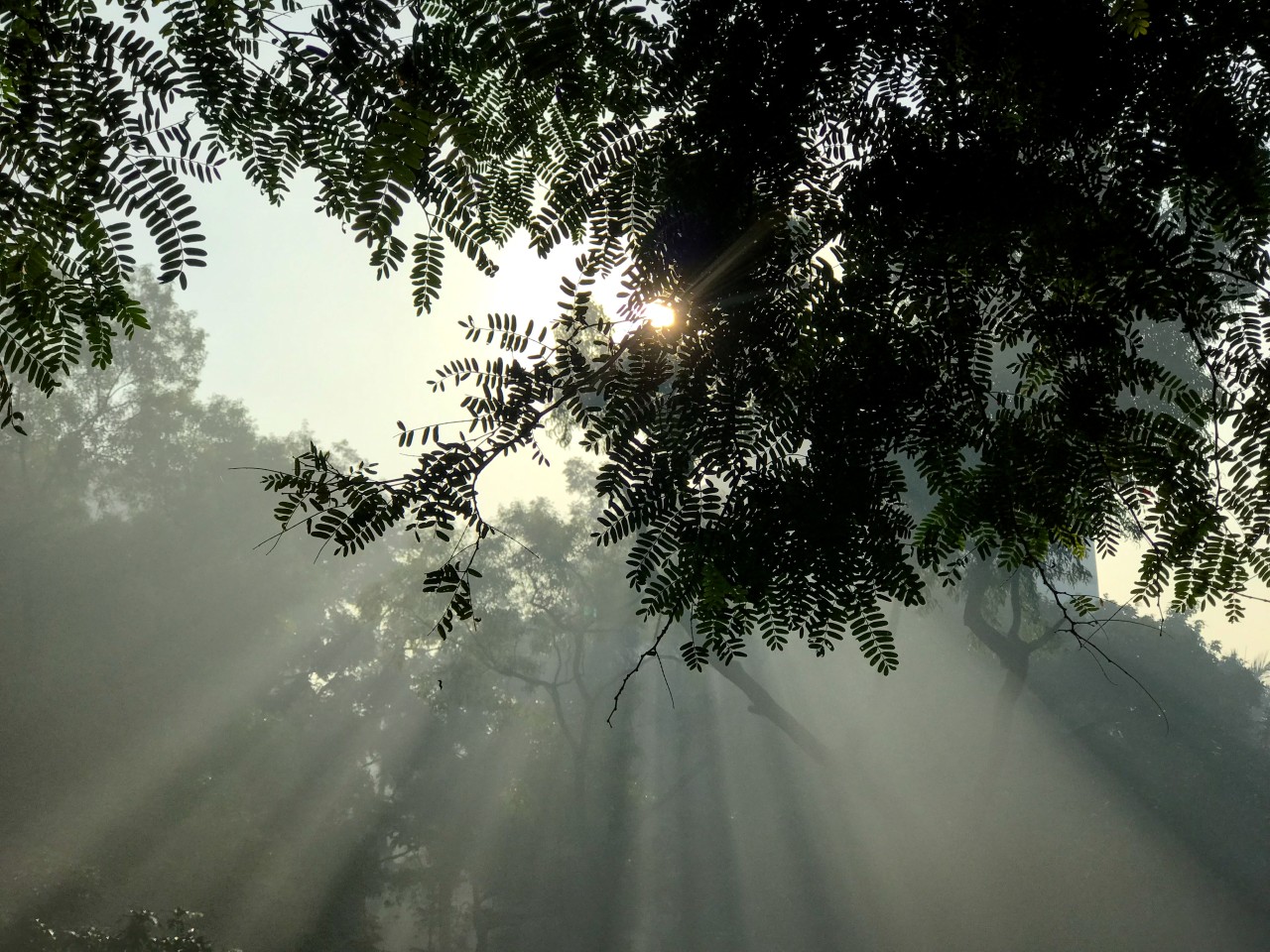 Free Forests photos. Winter morning.