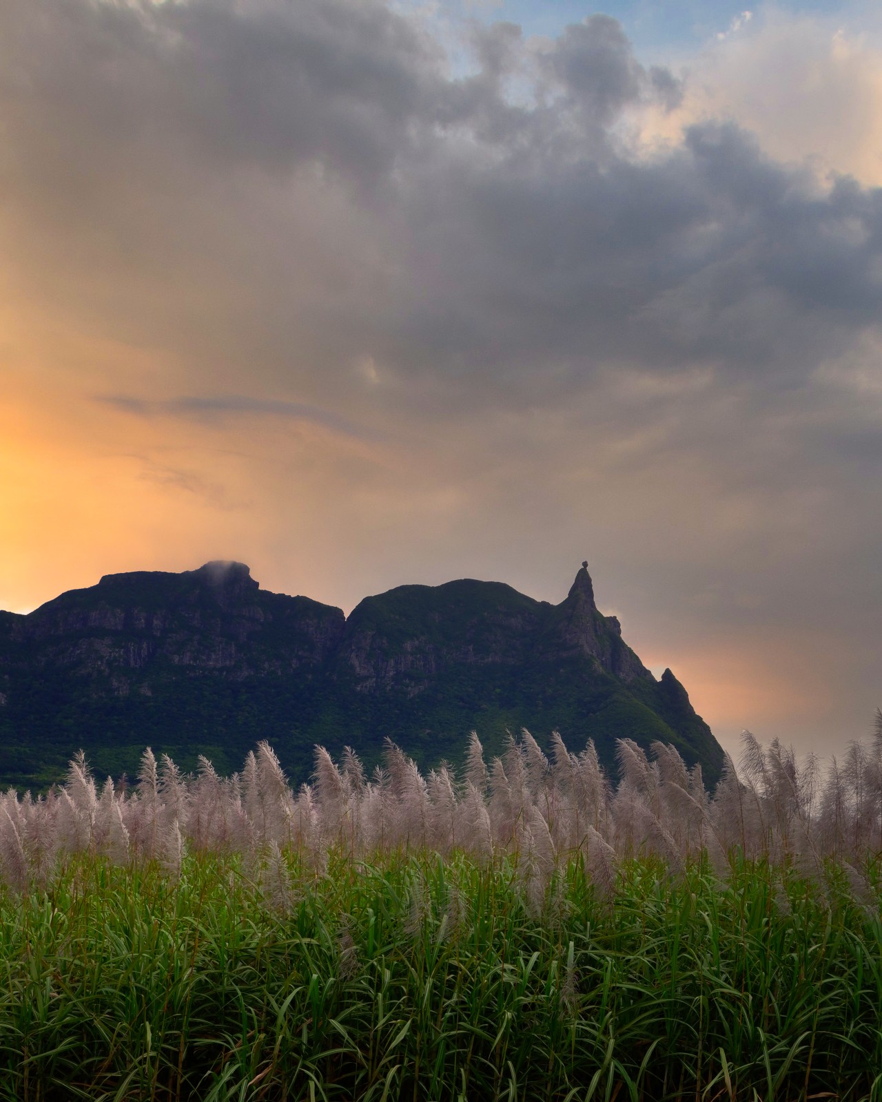 Free Landscapes photos. A glimpse of Pieter Both during the sugarcane flowering season.