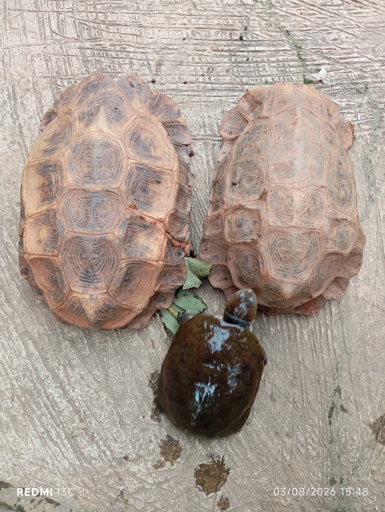 Free Wildlife photos. Tortoises found in Ashanti Region of Ghana.
