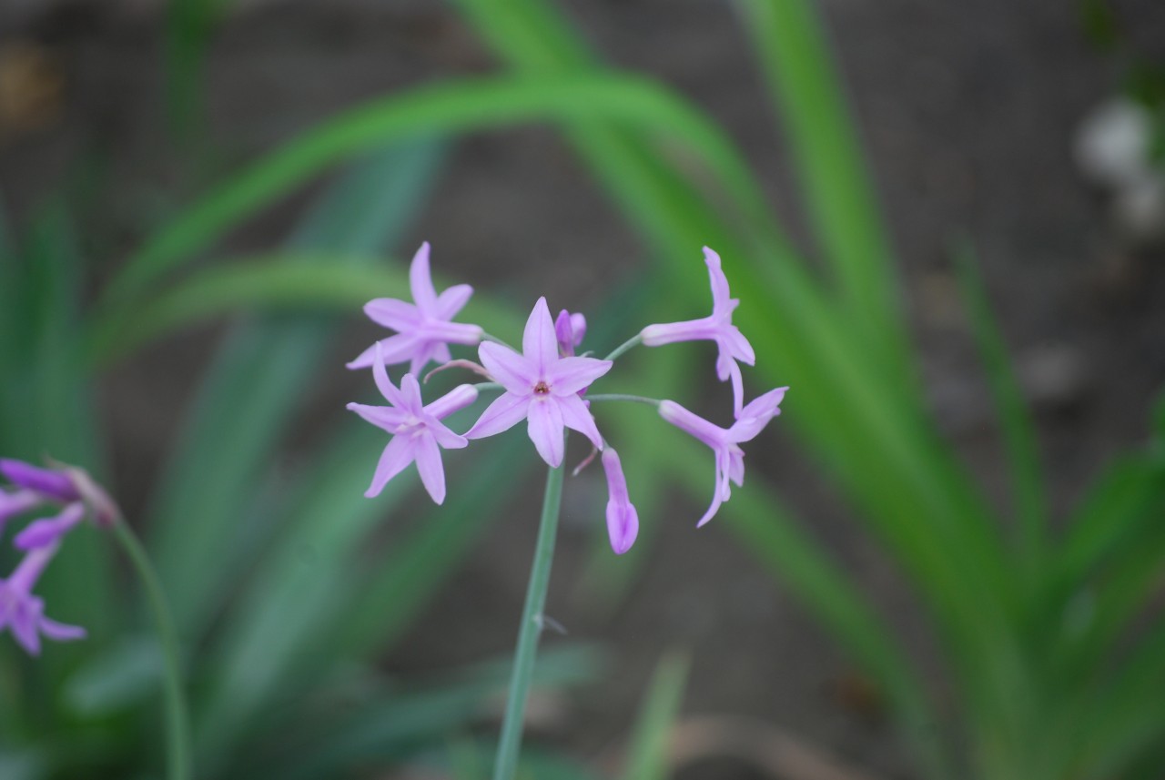 Free Flora photos. Violet Flowers.