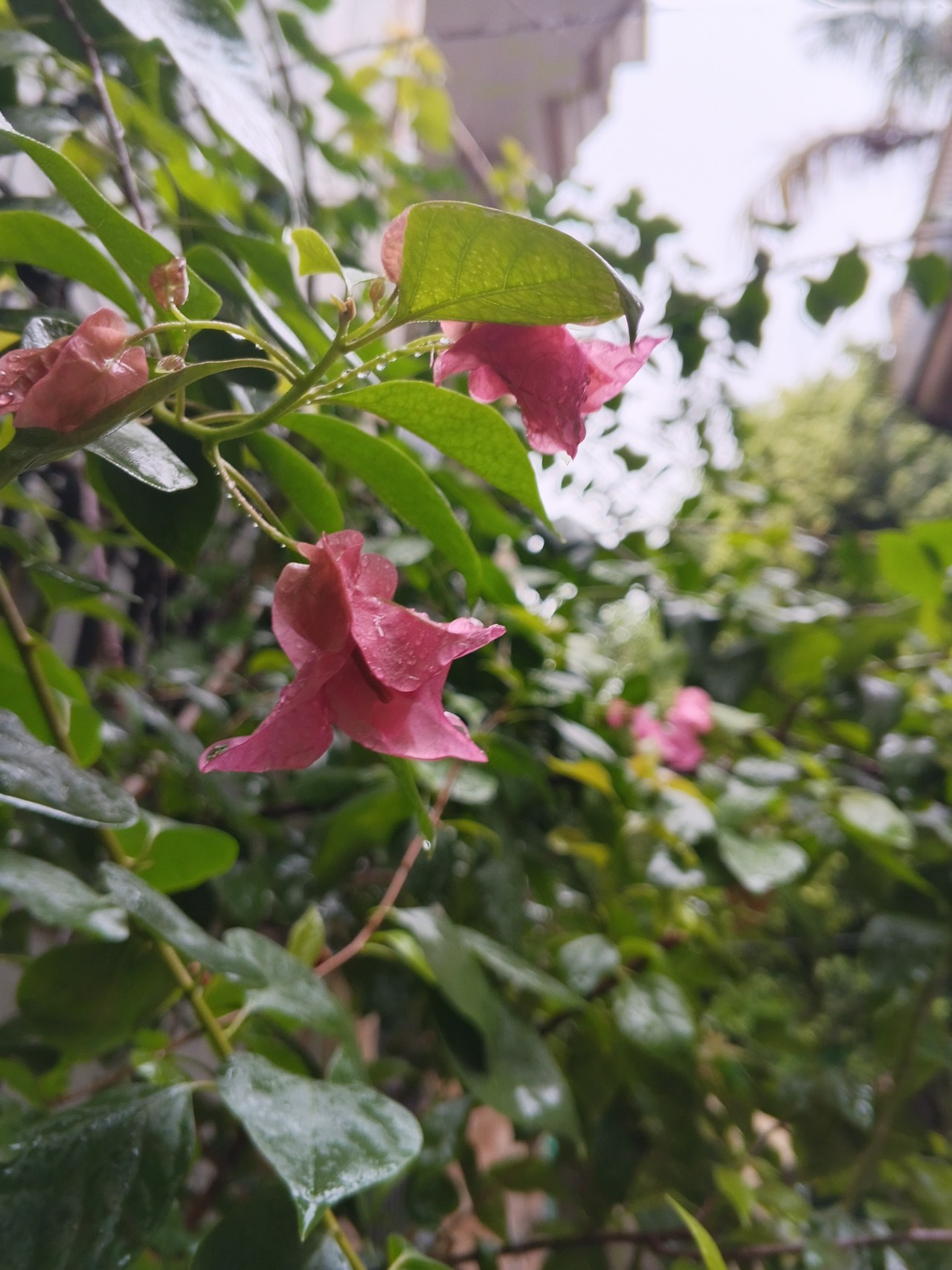 Free Flora photos. Bougainvillea.
