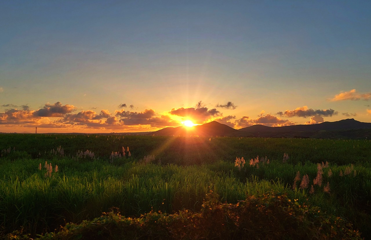 Free Landscapes photos. Sunset In The Sugarcane Fields.