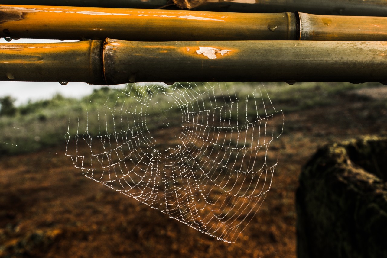 Free Macro photos. Dew.