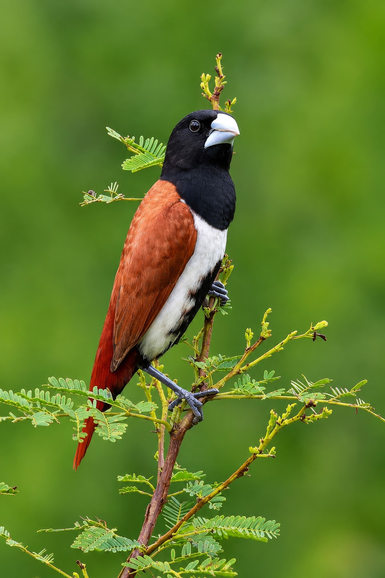 Free Wildlife photos. Tricoloured Munia.