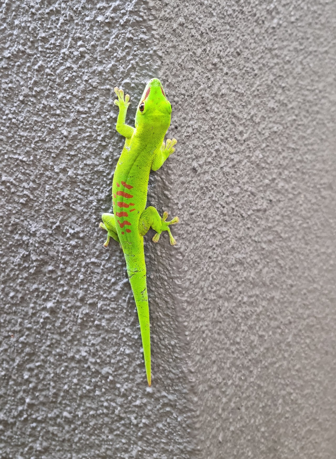 Free Wildlife photos. Phelsuma grandis in Mauritius.