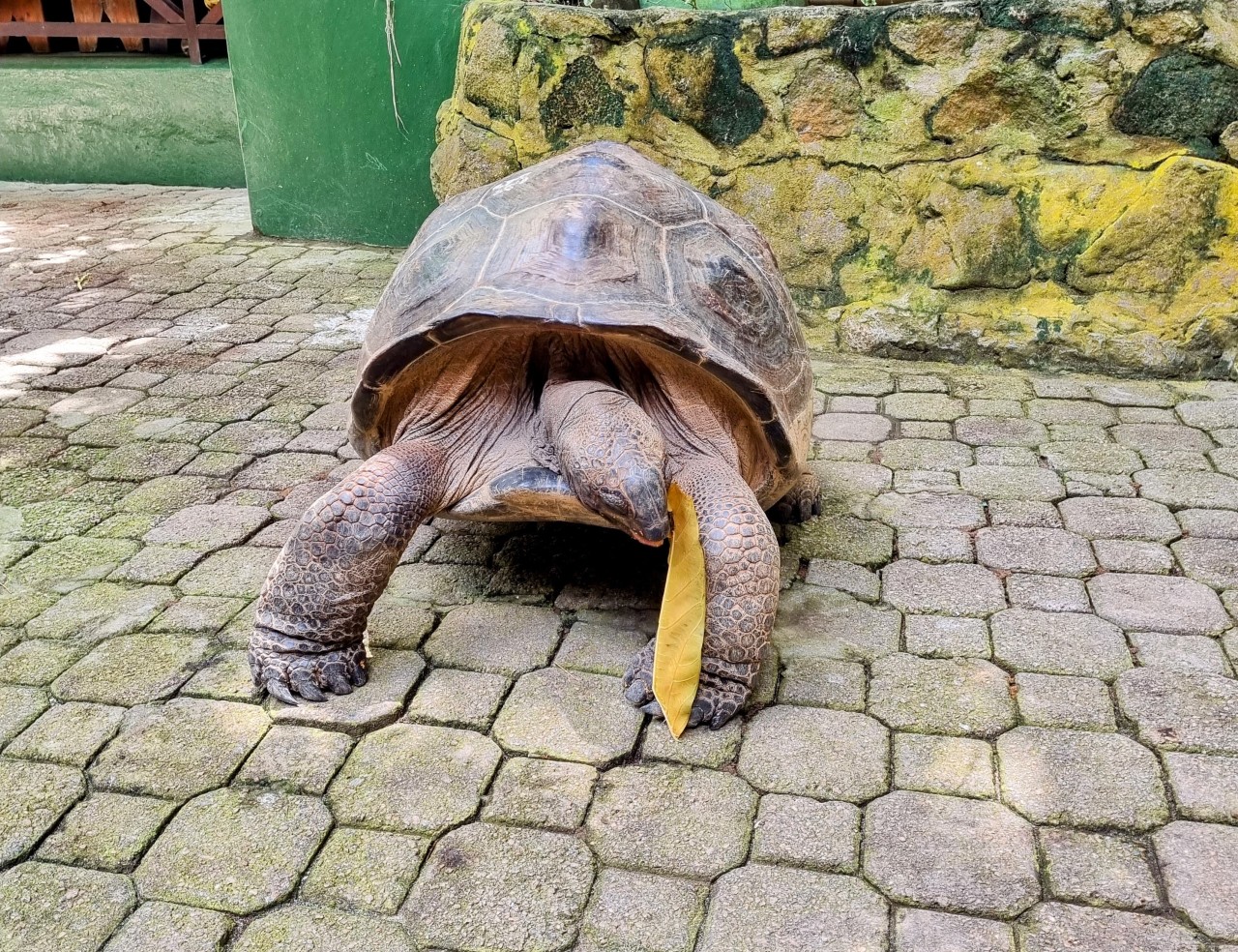 aldabra giant tortoise, seychelles - Nature Photography Gallery