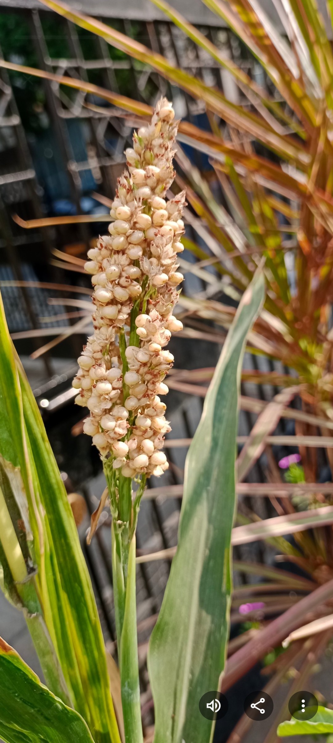 Free Flora photos. Millet queen.