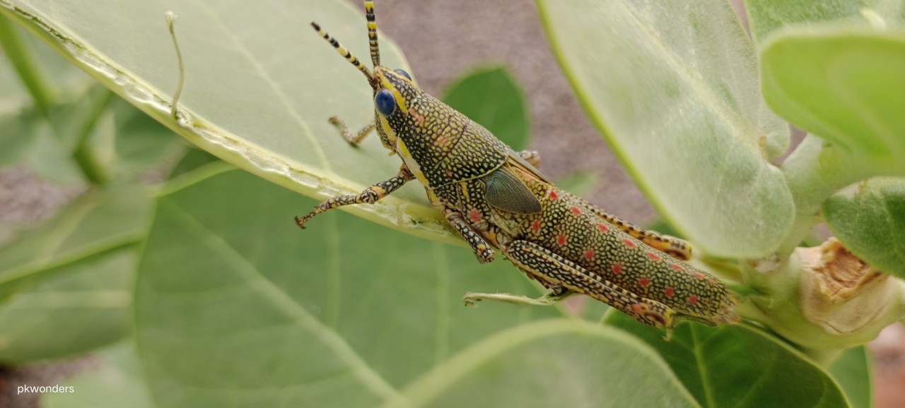 Free Wildlife photos. Green minister hopper.