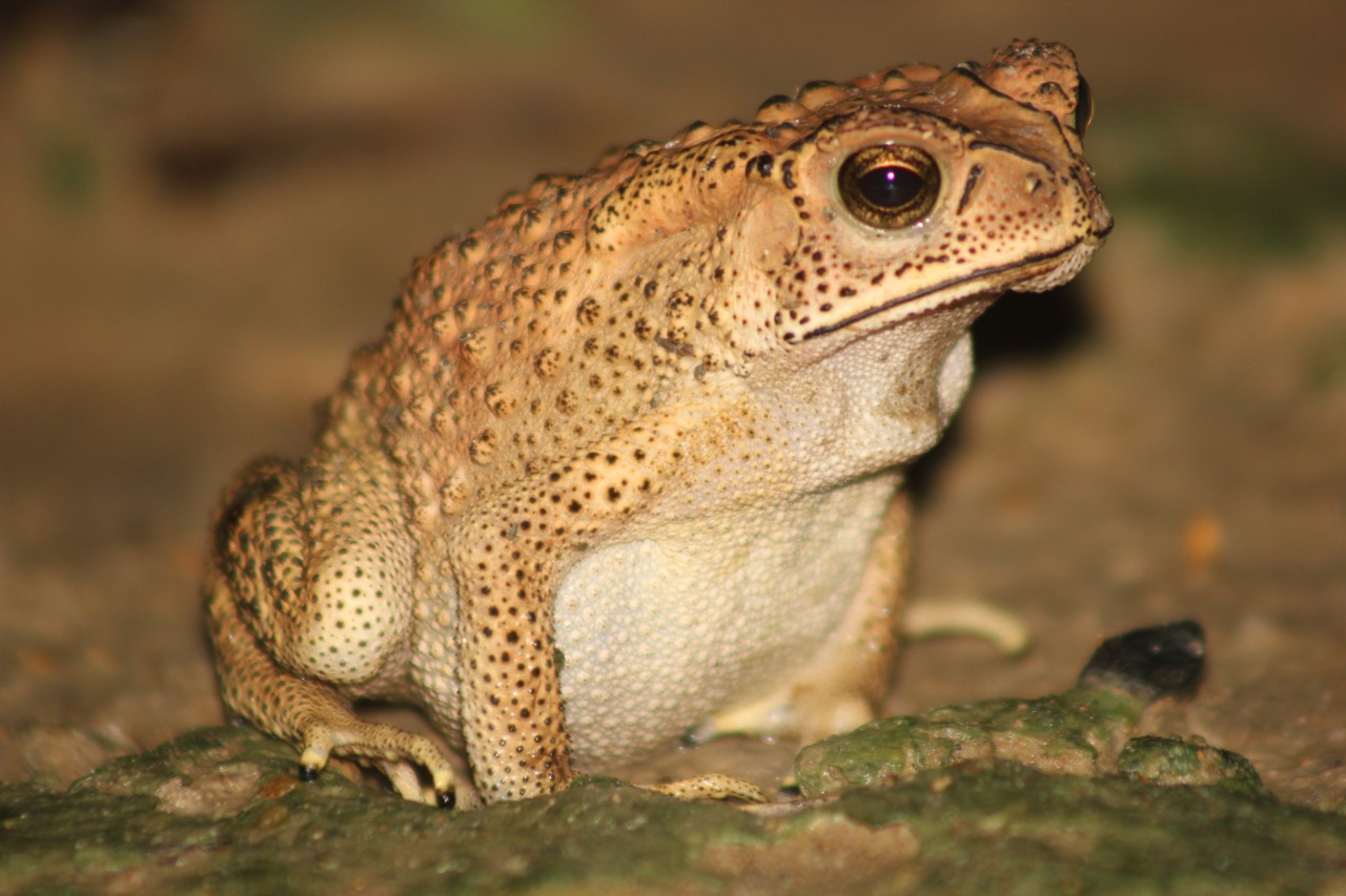 Free Wildlife photos. The Lonely Toad.