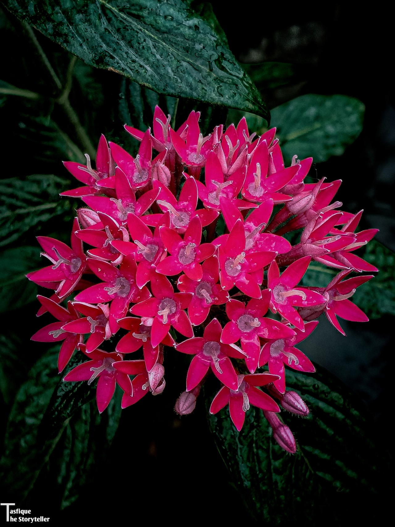 Free Flora photos. Flower.
