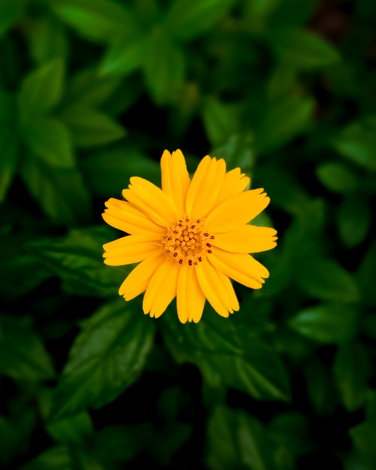 Free Flora photos. Bloom.