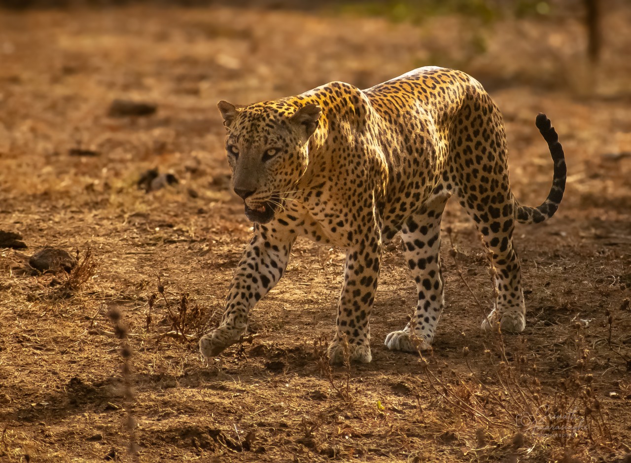 Free Wildlife photos. Erilankan leopard.