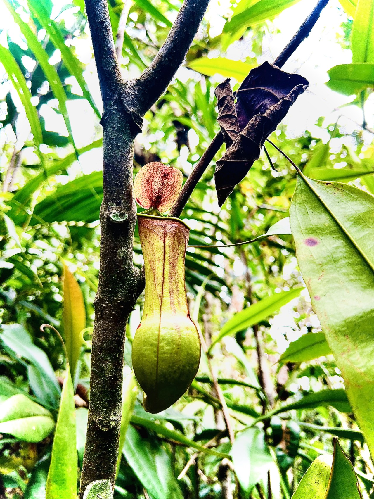 Badura - Nature Photography Gallery