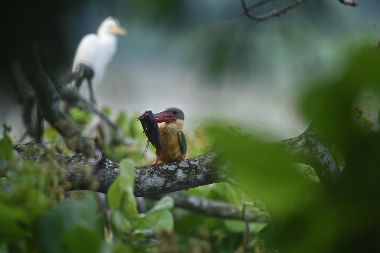 Free Wildlife photos. The pain of silence.