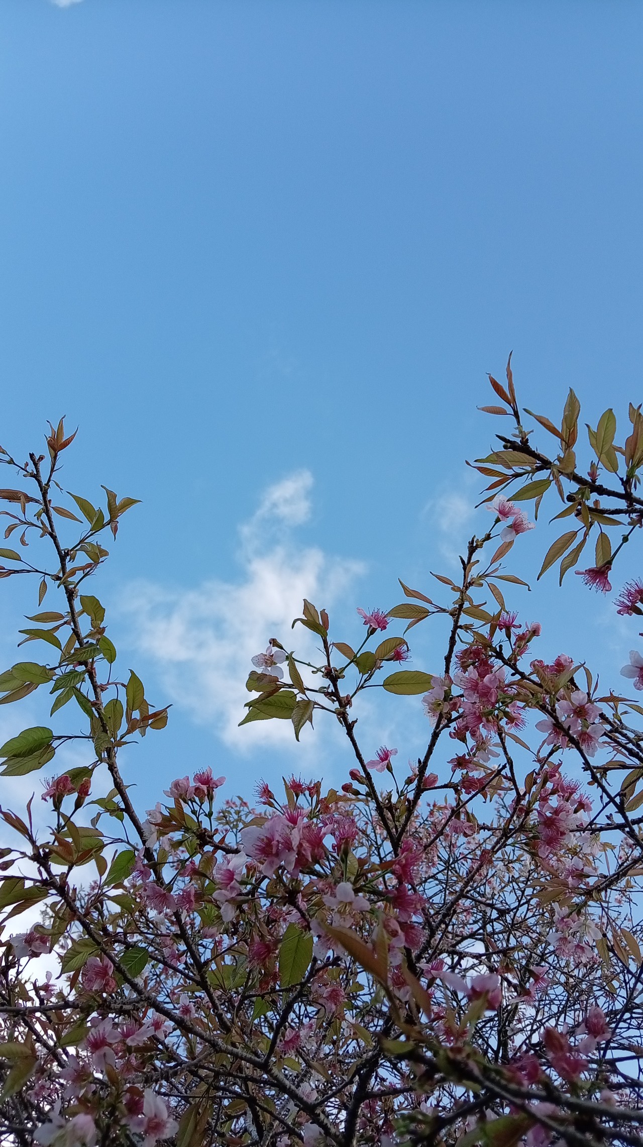 Sky through Flowers - Nature Photography Gallery