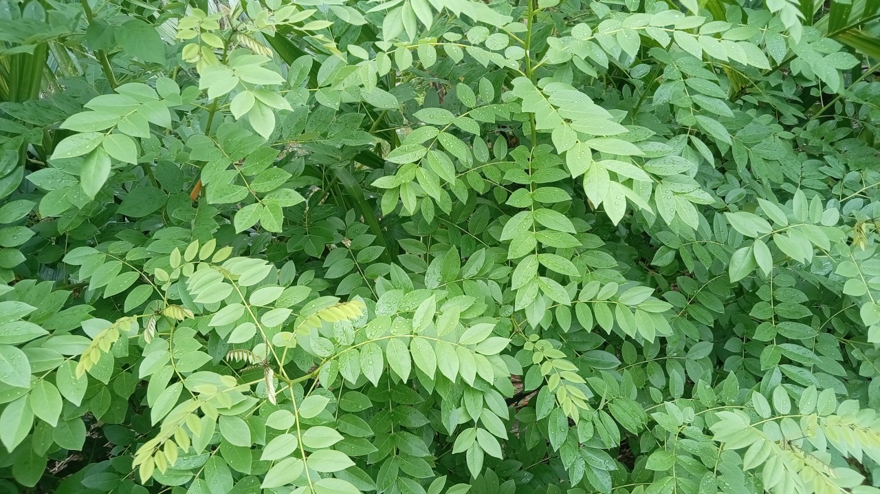 Just leaves - Nature Photography Gallery