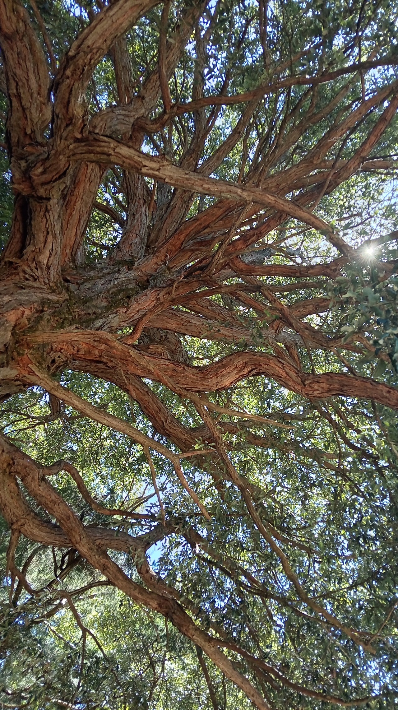 Free Forests photos. Sky through branches.